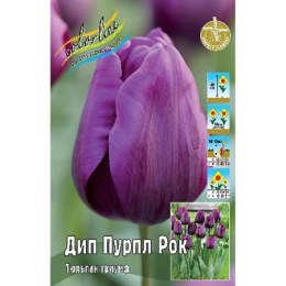 Тюльпан Дип Пурпл Рок  8шт. Colorline