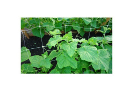 Сетка шпалерная пластиковая, размер 2х 5м, ячейка 150х150мм Садовита