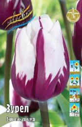 Тюльпан Зурел 7шт. Colorline