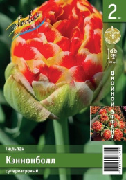 Тюльпан Кэннонболл 2шт. Эконом Colorline
