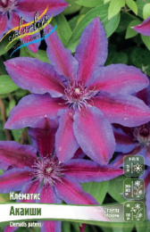 Клематис Акаиши 2шт. Colorline