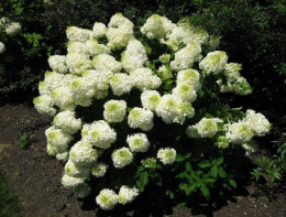 Гортензия метельчатая Сильвер Доллар, P9, в цветной коробке Colorline