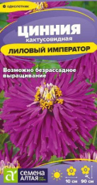 Цинния Лиловый император кактусовидная 0,2г цветнойт пакет Семена Алтая