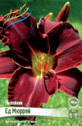 Лилейник Ед Мюррей 1шт. Colorline