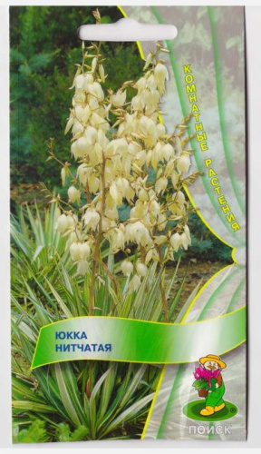 Юкка нитчатая 3шт. цветной пакет Поиск