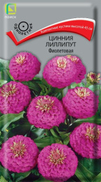 Цинния Лиллипут фиолетовая 0,4г цветной пакет Поиск