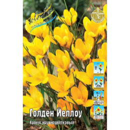 Крокус Голден Йеллоу 10шт. Colorline