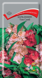 Бальзамин Том Самб 0,1г цветной пакет Поиск
