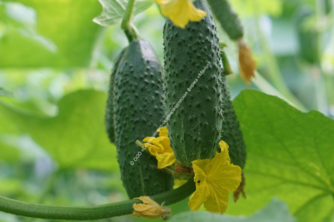 Огурец Букет F1 10шт. цветной пакет Манул