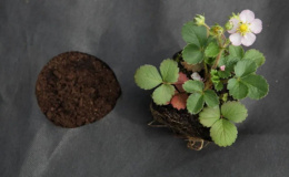 Укрывной материал (спанбонд) рулонный перфорированная мульча плотность 80 UV черный 1,3х100м (2 шах 30х30х8см) Агротекс 2ш