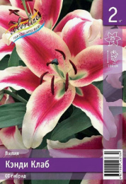 Лилия Кэнди Клаб 12/14 2шт. Эконом (OT) Colorline