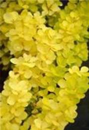 Барбарис Тунберга Йеллоу Бёрд, Р9, в цветной коробке Colorline