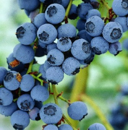 Голубика Блюкроп, P9, в цветной коробке Colorline