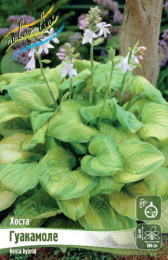 Хоста Гуакамоле 1шт. Colorline