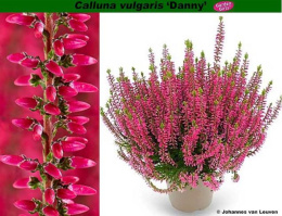 Вереск Дэнни, P12, без упаковки в контейнере Colorline