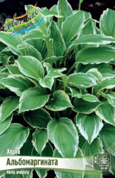 Хоста Альбомаргината 2шт. Colorline