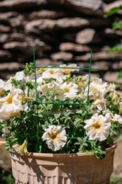 Шпалера для комнатных растений металлическая h-40см d-3мм Лесенка LDN