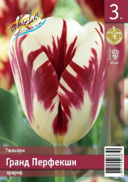 Тюльпан Гранд Перфекшн  3шт. Эконом Colorline