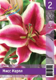 Лилия Мисс Марпл 12/14 2шт. Эконом (OT) Colorline