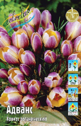Крокус Адванс 10шт. Colorline