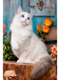 Алмазная мозаика на подрамнике 17х22см Белая кошечка НД-0761