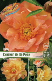Пион ИТО-гибрид Сингинг Ин Зе Рейн 2/3 1шт. Colorline