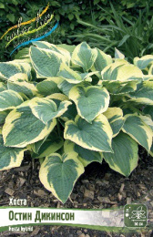 Хоста Остин Дикинсон 1шт. Colorline
