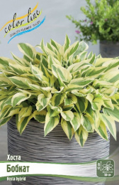 Хоста Бобкат 1шт. Colorline