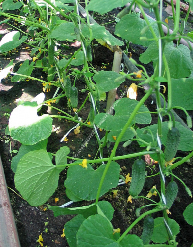 Огурец Балконный F1 10шт. цветной пакет Манул