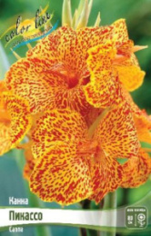 Канна Пикассо зеленый лист 1шт. Colorline