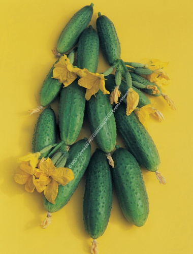 Огурец Буян F1 10шт. цветной пакет Манул