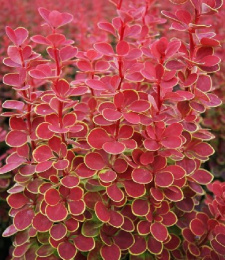 Барбарис Тунберга Оранж Санрайз, P9, в цветной коробке Colorline