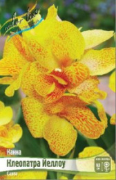 Канна Клеопатра Йеллоу зеленый лист 1шт. Colorline