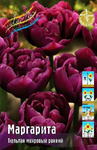 Тюльпан Маргарита  8шт. Colorline