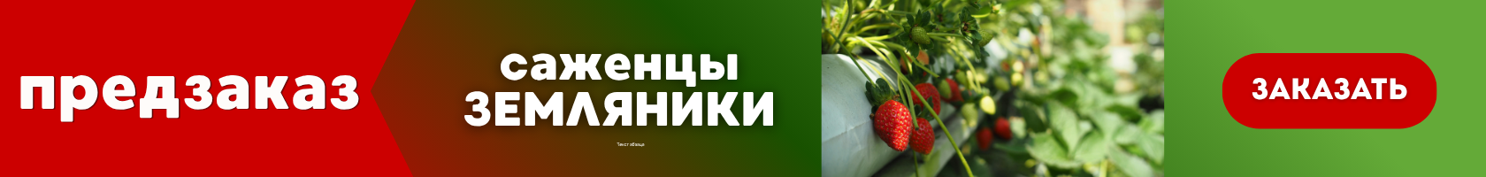 Предзаказ земляника