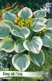 Хоста Бэнд оф Голд 1шт. Colorline