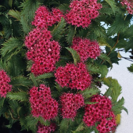 Спирея японская Криспа, Р9, без упаковки в контейнере Colorline