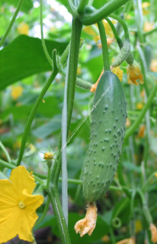Огурец Амур F1 10шт. цветной пакет Манул