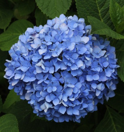 Гортензия крупнолистовая Блауер Цверг, Р9, без упаковки в контейнере Colorline