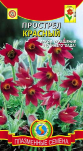 Прострел Красный 10шт. цветной пакет Плазменные семена