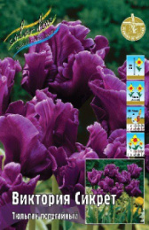 Тюльпан Виктория Сикрет  7шт. Colorline