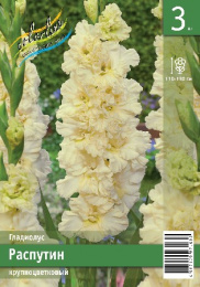 Гладиолус Распутин 10/12 3шт. Эконом Colorline