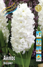 Гиацинт Айлос 3шт. Colorline