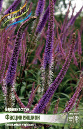 Вероникаструм Фасцинейшион 1шт. Colorline