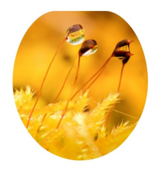 Сиденье для унитаза мягкое с рисунком Капли Океан 103-311-01-В-31