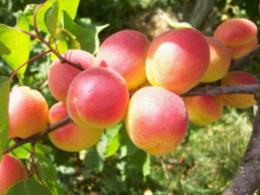 Абрикос Краснощекий Волжский Сад