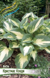 Хоста Кристмас Кэнди 1шт. Colorline