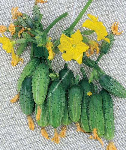 Огурец Теремок F1 10шт. цветной пакет Манул