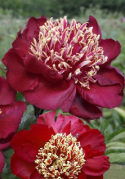 Пион Чарльз Бургес 2/3 1шт. Colorline