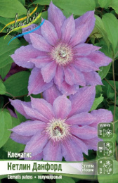 Клематис Кетлин Данфорд 2шт. Colorline